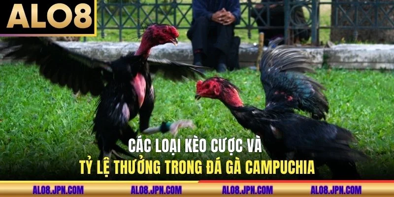 Các loại kèo cược và tỷ lệ thưởng trong đá gà Campuchia