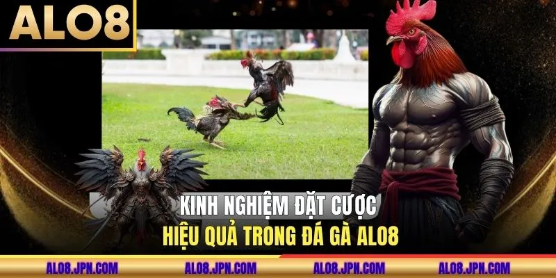 Kinh nghiệm đặt cược hiệu quả trong đá gà ALO8